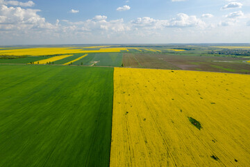 Wall Mural - Aerial view with the  landscape geometry texture of a lot of agriculture fields with different plants like rapeseed in blooming season and green wheat. Farming and agriculture industry.