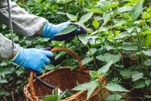 Herbalist With Gardening Gloves Picking Fresh Green Nettle Plant Into Wicker Basket. Woman Harvesting Stinging Nettle At Springtime