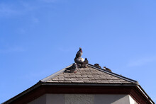 Pigeons Sitting On Rooftop Of Tower At Public Park Named Lindenhof At The Old Town Of Zürich On A Sunny Spring Day. Photo Taken April 21st, 2022, Zurich, Switzerland.