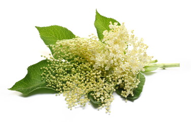 Wall Mural - Fresh blossoming elder, elderberry plant with green flowers isolated on white   