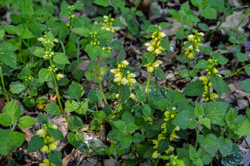 Canvas Print - Flowering Yellow archangel plant or Lamium galeobdolon argentatum .