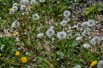 Canvas Print - Faded white fluffy dandelion flower on a background of green grass .