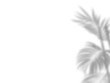 © Daria - Botanic shadows overlay, Photoshop overlay, Plant tree flower Shadow, light casts, light effect, png