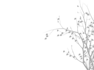 Wall Mural - botanic shadows overlay, photoshop overlay, plant tree flower shadow, light casts, light effect, png