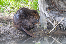 North American Beaver (Castor Canadensis) Feeding On Willow Bark