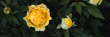 Spring Garden. Close-up Of Roses. Yellow Buds On A Green Background Of Foliage. A Copy Of The Space For The Text.
