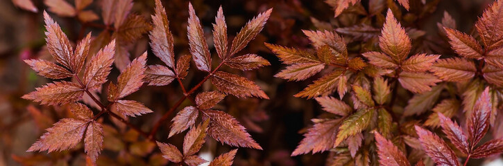 The background image is red. Natural, eco-friendly natural background. The texture of red leaves. A copy of the space for the text.