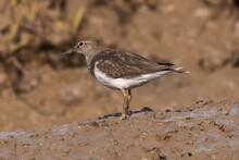 Common Sandpiper - Actitis Hypoleucos - Staying On Brown Muddy Ground On Brown Background. Photo From Mansa Konko Province In The Gmabia.