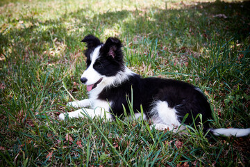 Poster - border collie puppy