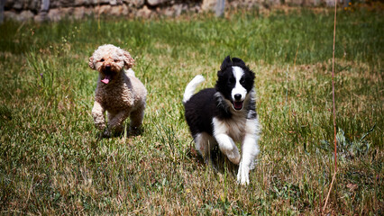 Poster - border collie puppy and poddle