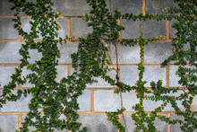 Concrete Block Wall Covered With Ivy, Araras, Petropolis, Rio De Janeiro, Brazil