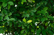Green Leaves Background, Grouped and Overlapping Leaves, Natural Foliage Texture and Background