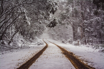 Sticker - road in winter forest