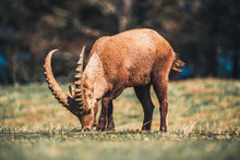 One Big Wild Ibex Grazing On Meadow.