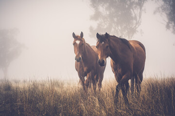 Wall Mural - horse in the fog