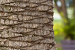 Palm Tree Trunk Texture Close Up Photo, Beautiful Colors, Nice Background