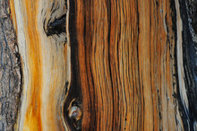 Close Up Of A Trunk In The Ancient Bristlecone Pine Forest, Inyo National Forest, High Up In The White Mountains Near Bishop, Eastern California, USA