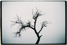 Leafless Tree Against Gray Sky