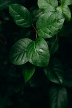 Closeup Image Of Salal Leaves In The Forest.