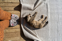 Furry Slippers And Cute Cat Sunbathing On Carpet Outdoors On Sunny Day