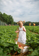 © Bethany Birnie/Stocksy - Strawberry Picking in Summer 2