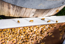 The Last Honeybees