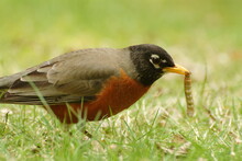 A Robin Posing With His Catch Of The Day, A Worm.