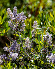 Wall Mural - Mariposa Blossoms, Spring