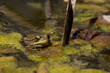 bullfrog in the pond