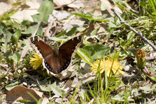 Mourning Cloak Butterfly Close Up