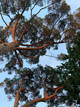 Mediterranean Pine From Below