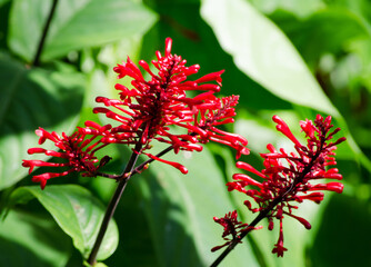 Wall Mural - Beautiful red Acanthaceae flower on its branch in a spring season at a botanical garden.