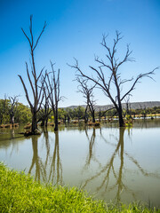 Wall Mural - A beautiful landscape of dead trees in shallow lake at Wonga wetlands, Albury, New South Wales.