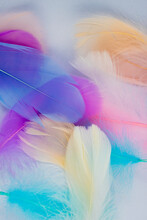 A Collection Of Pastel Colored Feathers