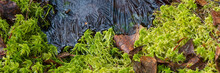 Moss And Ice Close-up. Natural Background With Green Moss And Frozen Water During Frosts. Cold Weather In The Forest. Wide Panoramic Texture With Patterns On The Ice Surface. Northern Nature.