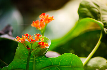 Wall Mural - Tiny orange flower in a botanical garden with selective focus.