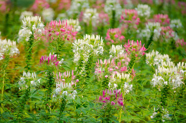 Wall Mural - Beautiful pink and white Cleome spinosa flower in a field spring season at a botanical garden.