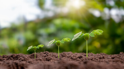 Poster - Small trees of different sizes growing on green background concept of caring for the environment and world environment day.