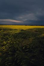 Wheat Field In Summer And Dark Rain Clouds