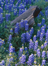 Texas Bluebonnets And (Lupinus Texensis) Tree Stump Spring Hill 