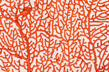  Sea Fan Coral Patterns, Close Up