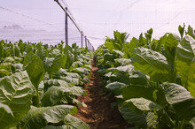 Connecticut Tobacco Grown For Wrappers On Cigars 