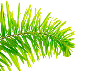 Bright Tone Of Green Foxtail Palm (Wodyetia Bifurcata) Leaf Isolated On White Background.