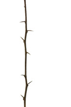 Single Brown Twig Tree With Thorn Isolated On White Background.