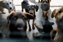 Group Of Stray Dogs In A Shelter 