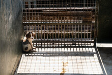 Alone Puppy In Shelter Cage 