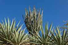 Agaves For Mezcal With A Cactus In The Background On The Middle 