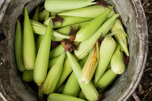 Closeup Of Corn With Its Green Leaves Inside A Pot 