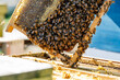 © ZQZ Studio/Stocksy - Close up of bee on hive