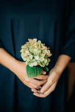 Female Hands With A Flower Of Hortensia
